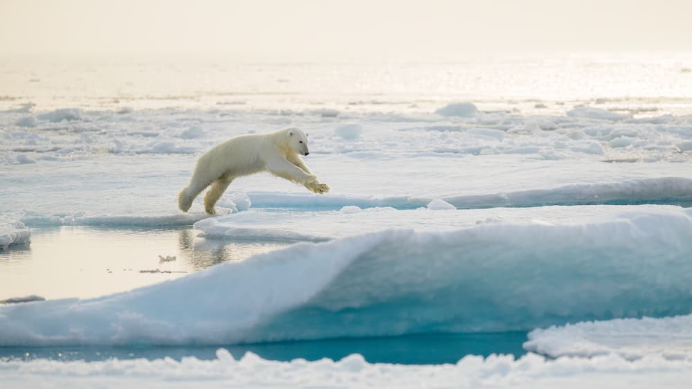 Polar bears in Alaska